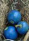 青色のルドラクシャの果実